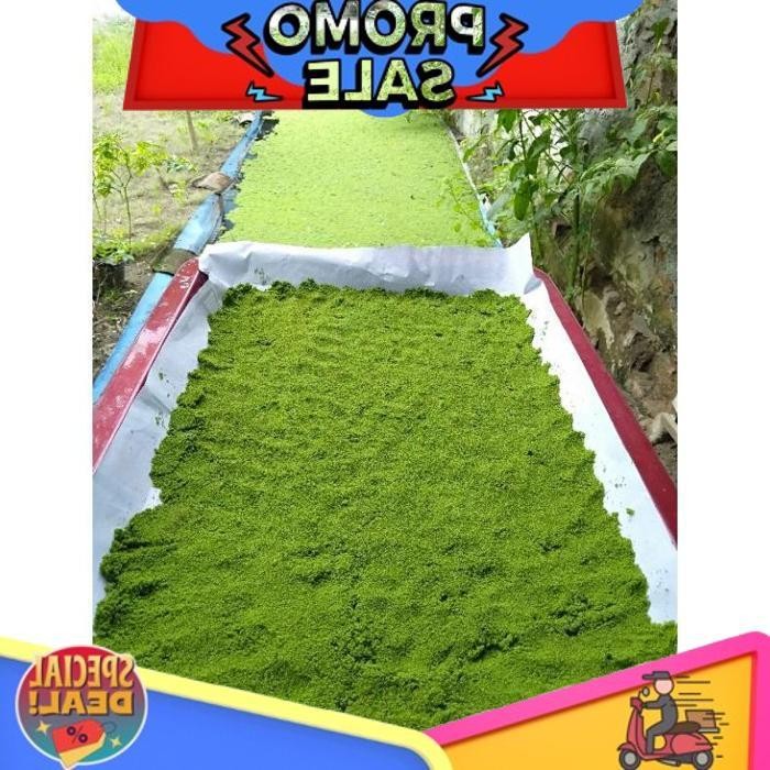 

Smile Today Wolffia 1 Kg ( Promo Termurah Seindonesia )