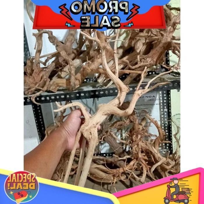 

Top Today Akar Rasamala L