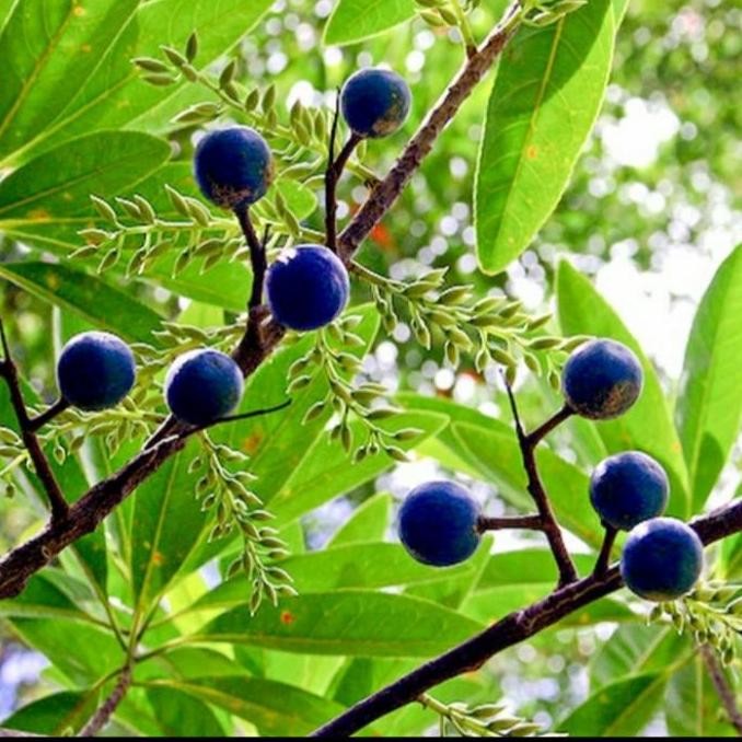 BIBIT POHON GENITRI/ BIBIT POHON JENITRI BUAH DE SI PREMIUM