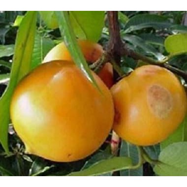 b3rkh bibit / buah asam kandis GB12 PREMIUM