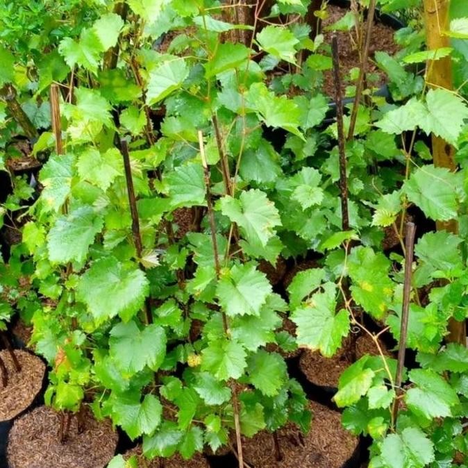 PREMIUM bibit buah anggur merah/pohon anggur/ buah anggur merah