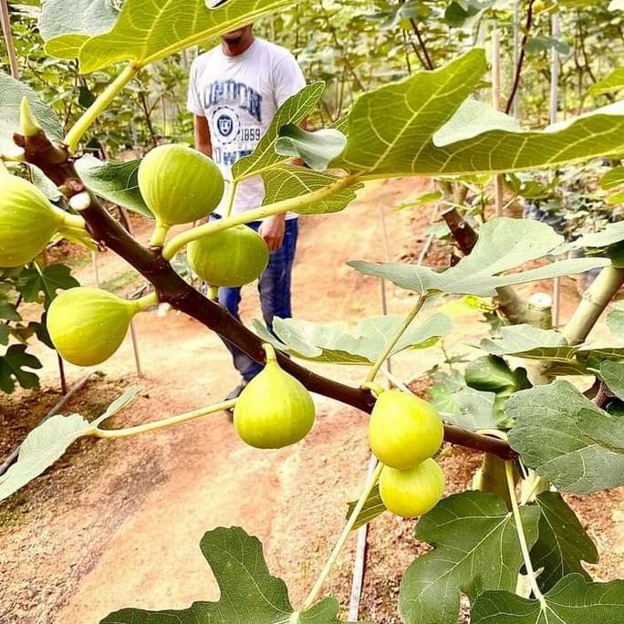 PREMIUM Tanaman buah Bibit pohon buah tin LSU Gold buah jumbo