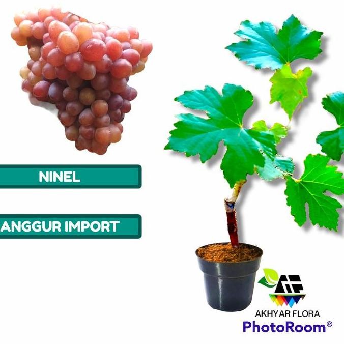 PREMIUM Bibit Anggur Ninel Grafting Bibit Tanaman Buah Anggur Import Ninel