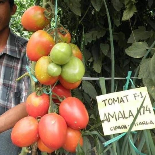 DD 15 Biji - Bibit Buah AMALA 474 F1, taman buah jumbo PREMIUM