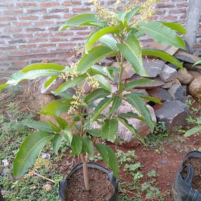 bibit buah mangga Chokanan berbunga PREMIUM