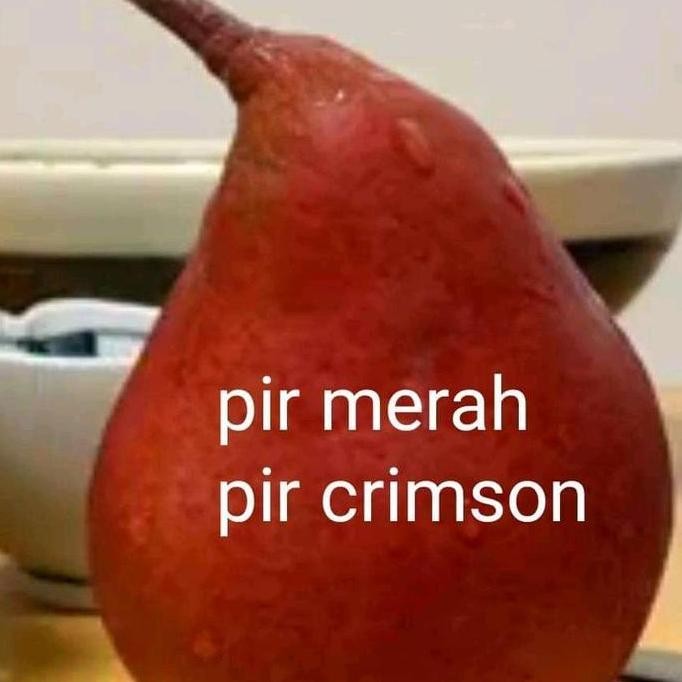 Bibit buah pir merah cangkok PREMIUM