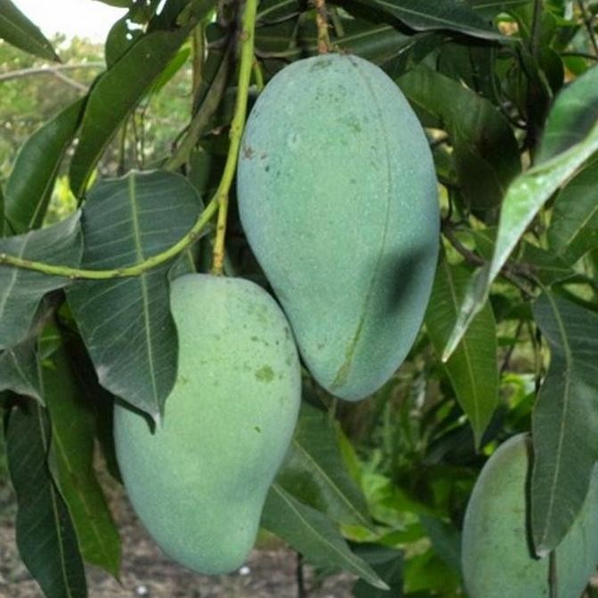 PREMIUM bibit pohon buah mangga harum unggul..mangga aru