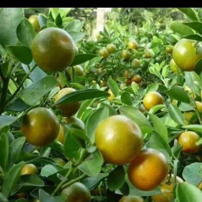 pohon buah jeruk songkit/jeruk kunci bibit pohon buah jeruk fres PREMIUM