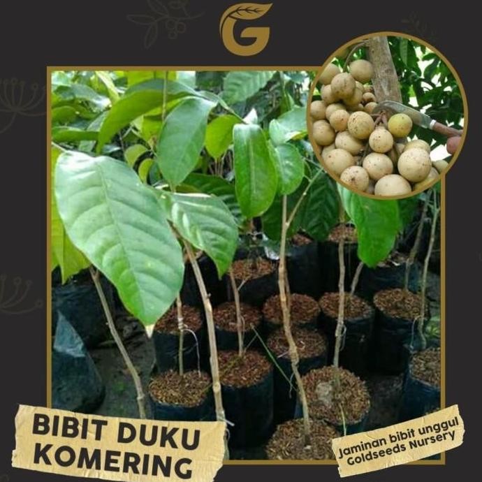 PREMIUM FREESS Bibit Tanaman Buah - Duku Komering Okulasi 30-35cm