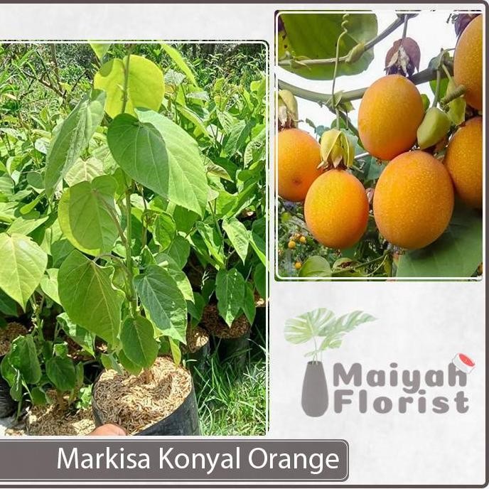 Bibit Tanaman Buah Markisa Konyal Orange - Markisa Hutan PREMIUM