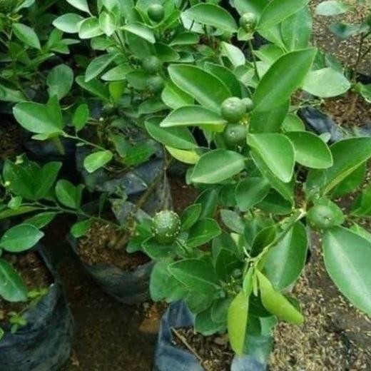 PREMIUM jual bibit jeruk sonkit/jeruk kunci/tanaman buah