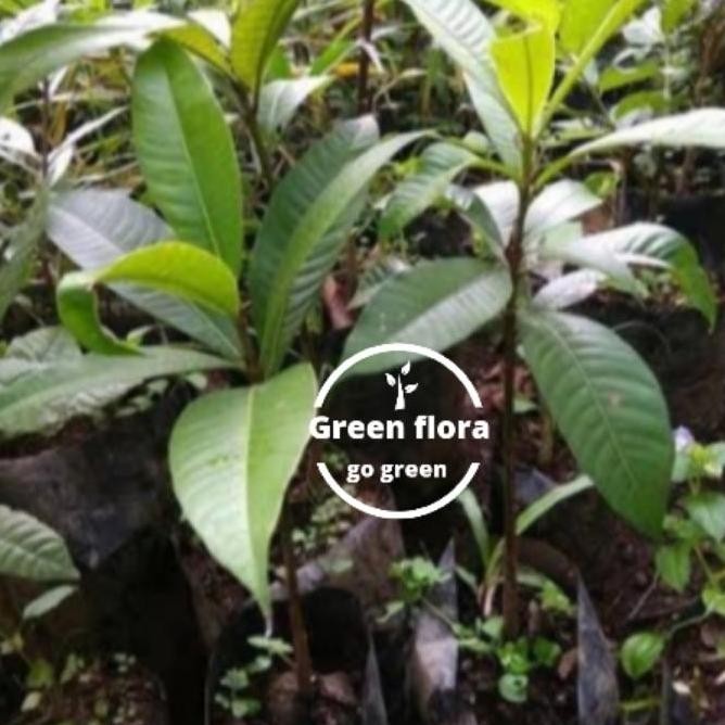 PREMIUM bibit pohon kemang-pohon buah kemang-pohon buah langka-