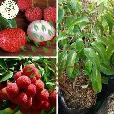 PREMIUM Bibit Tanaman Buah Leci Kom-Bibit Pohon Leci-Bibit Leci Kerdil Cangkok