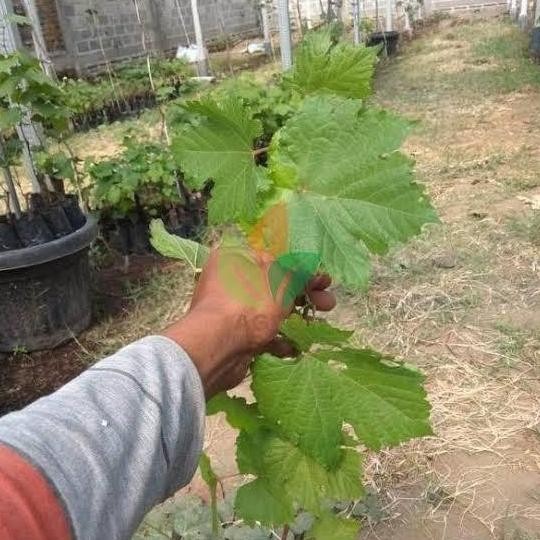 PREMIUM Bibit Buah Anggur Import Hitam Tanpa Biji Cepat Berbuah | Buah Anggur