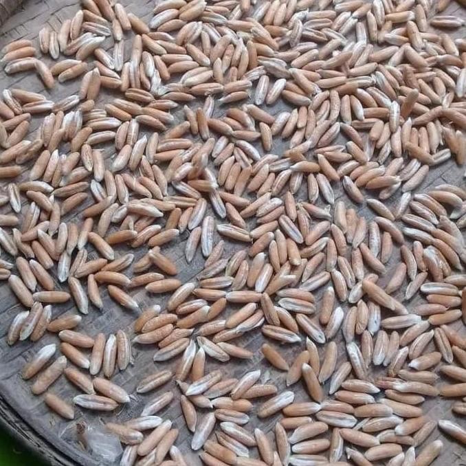 PREMIUM Tr3Nd Bibit Kurma H1 Thailand Buah Merah SEGAR