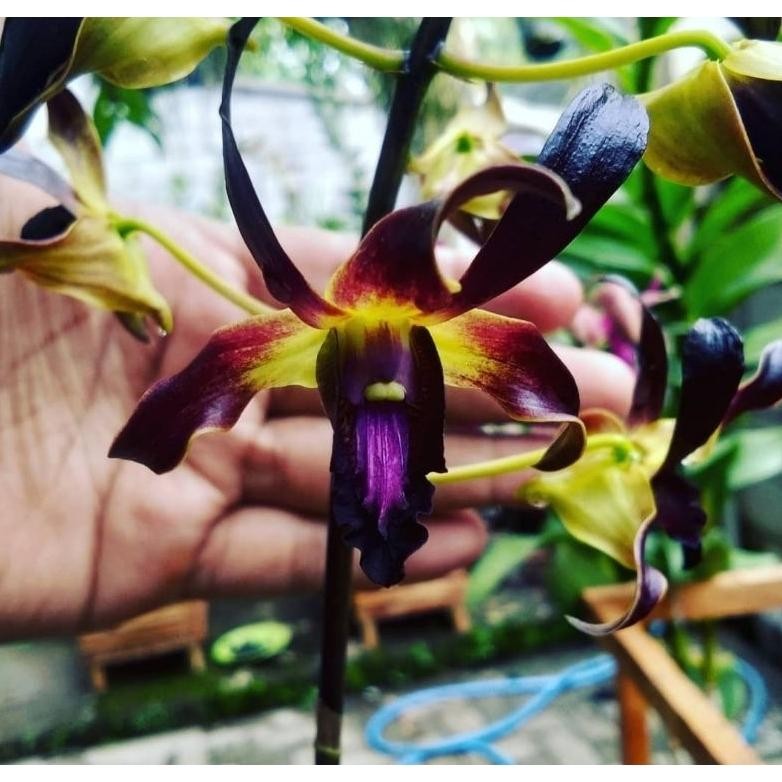 anggrek bibit botol dendrobium mpu Gandring var black MURAH