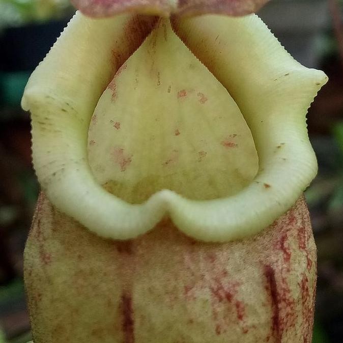 NEW nepenthes boschiana x maxima maluku/kantong semar/nepenthes/karnivora