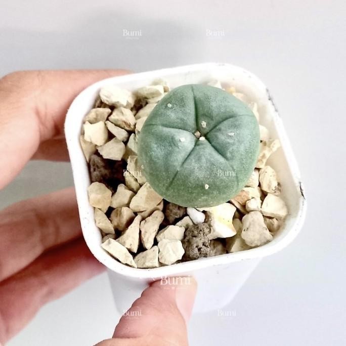 BUMI ORCHIDS Lophophora williamsii - Kaktus Gurun Succulent Tanaman Hias Cactus MURAH