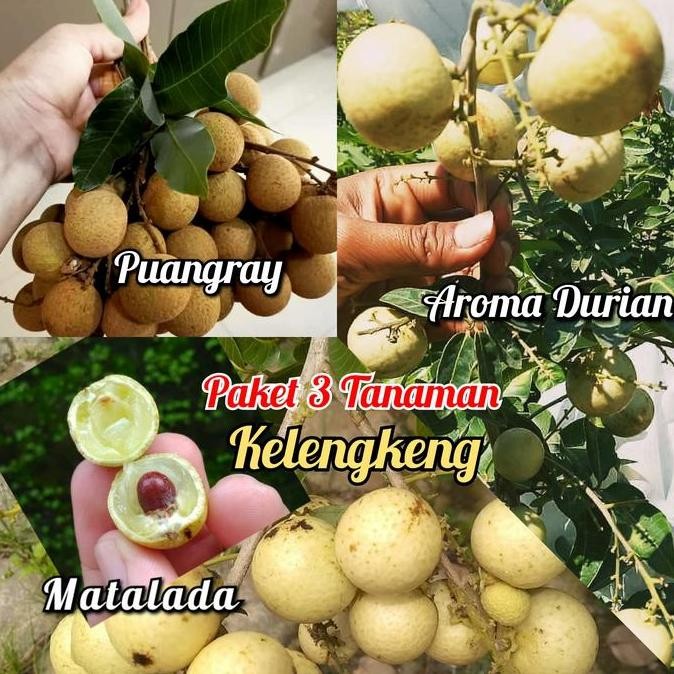 Paket 3 Jenis Bibit Buah Kelengkeng Matalada - Aroma Durian - Puangray PREMIUM