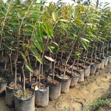 bibit buah durian musang king PREMIUM