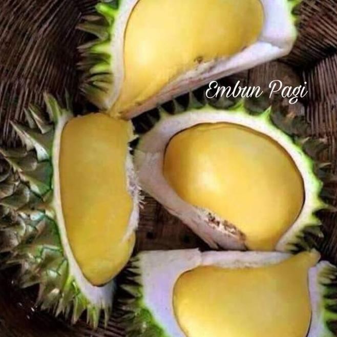 Bibit Tanaman Buah Durian Karatungan Durian Merah Durian AA24 PREMIUM