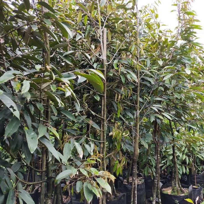 bibit tanaman buah durian merah kaki 3 durian super tinggi 200250cm PREMIUM