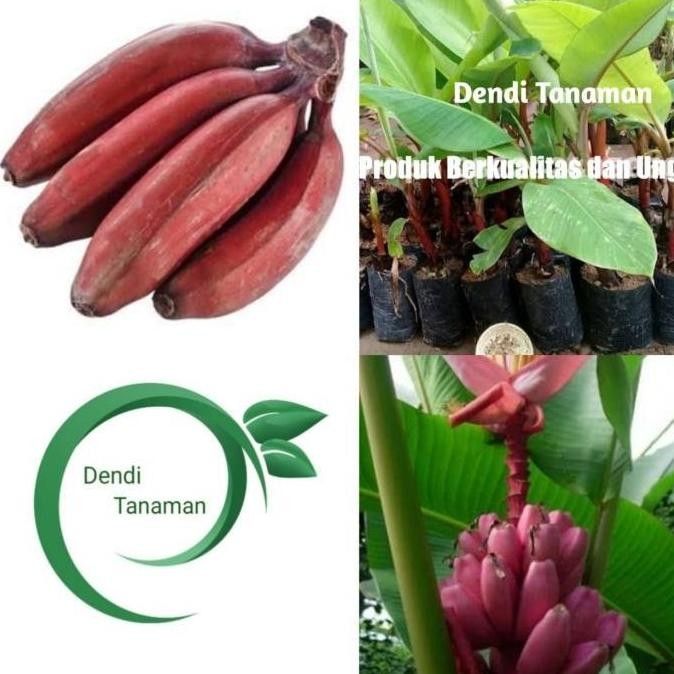 PREMIUM Bibit Pohon Pisang Raja Merah / Buah Pisang Raja