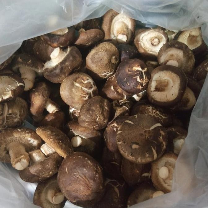 

Jamur Shitake Basah Fresh Per 1 Kg Kualitas Terbaik Harga Termurah