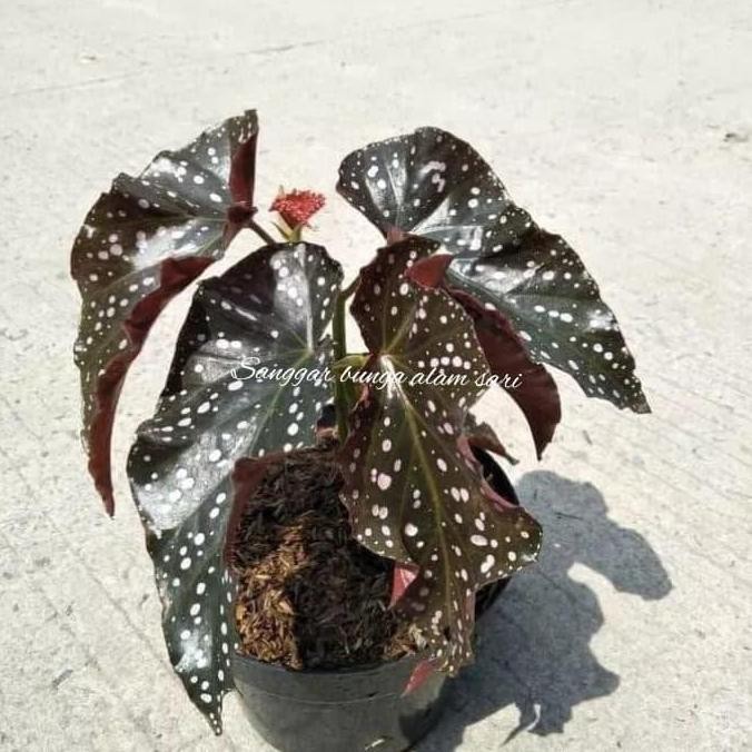 Tanaman Bunga Begonia Moca + Pot