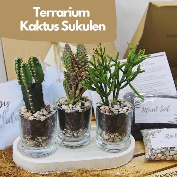 Ready Terrarium Pot Kaktus Sukulen | Planting Kit Gift Hadiah Hampers