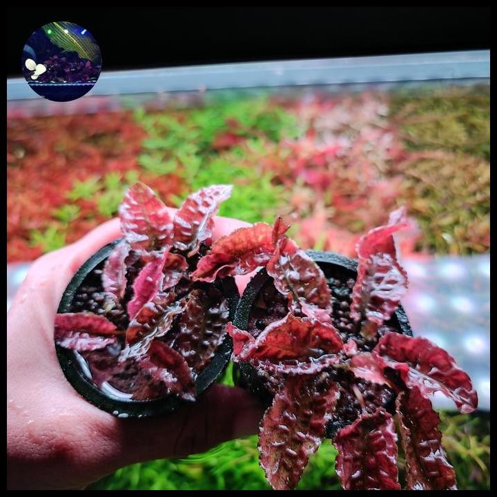 Terbaru Cryptocoryne Flamingo Pintar Pink