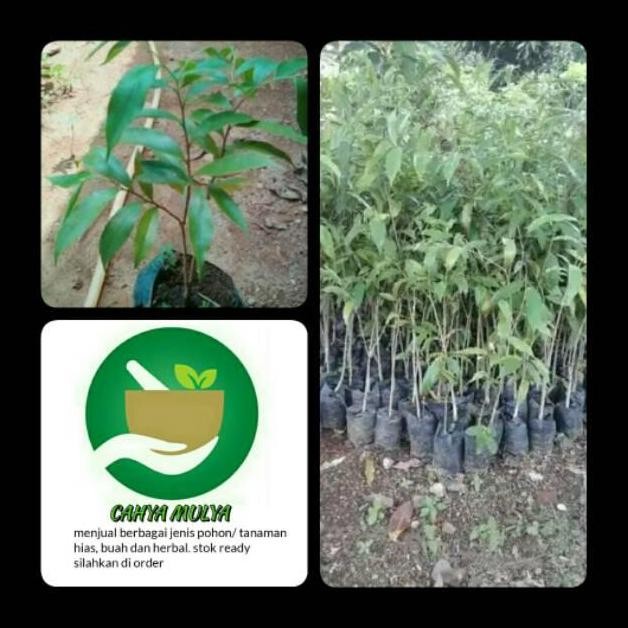 Bibit pohon gaharu super kayu hitam- gaharu aquilaria malaccensis VALID