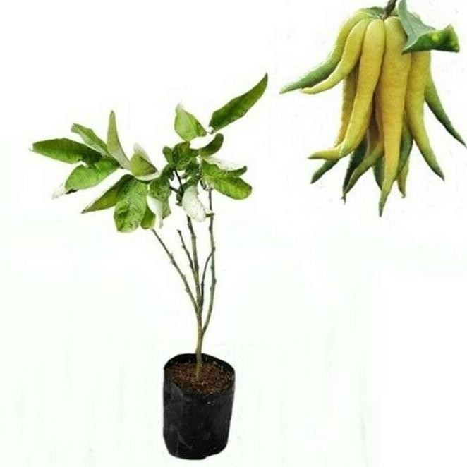 BIBIT JERUK JARI BUDHA BERBUAH HIJAU BER BIBIT TANAMAN BUAH DALAM POT VALID