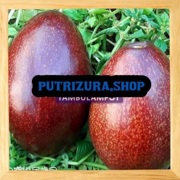 KLITAS Bibit Tanaman Buah alpukat red Vietnam Okulasi Stek Cangkok VALID