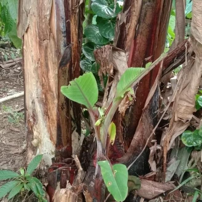 bibit pisang merah/pisang langka/pisang raja merah ATV