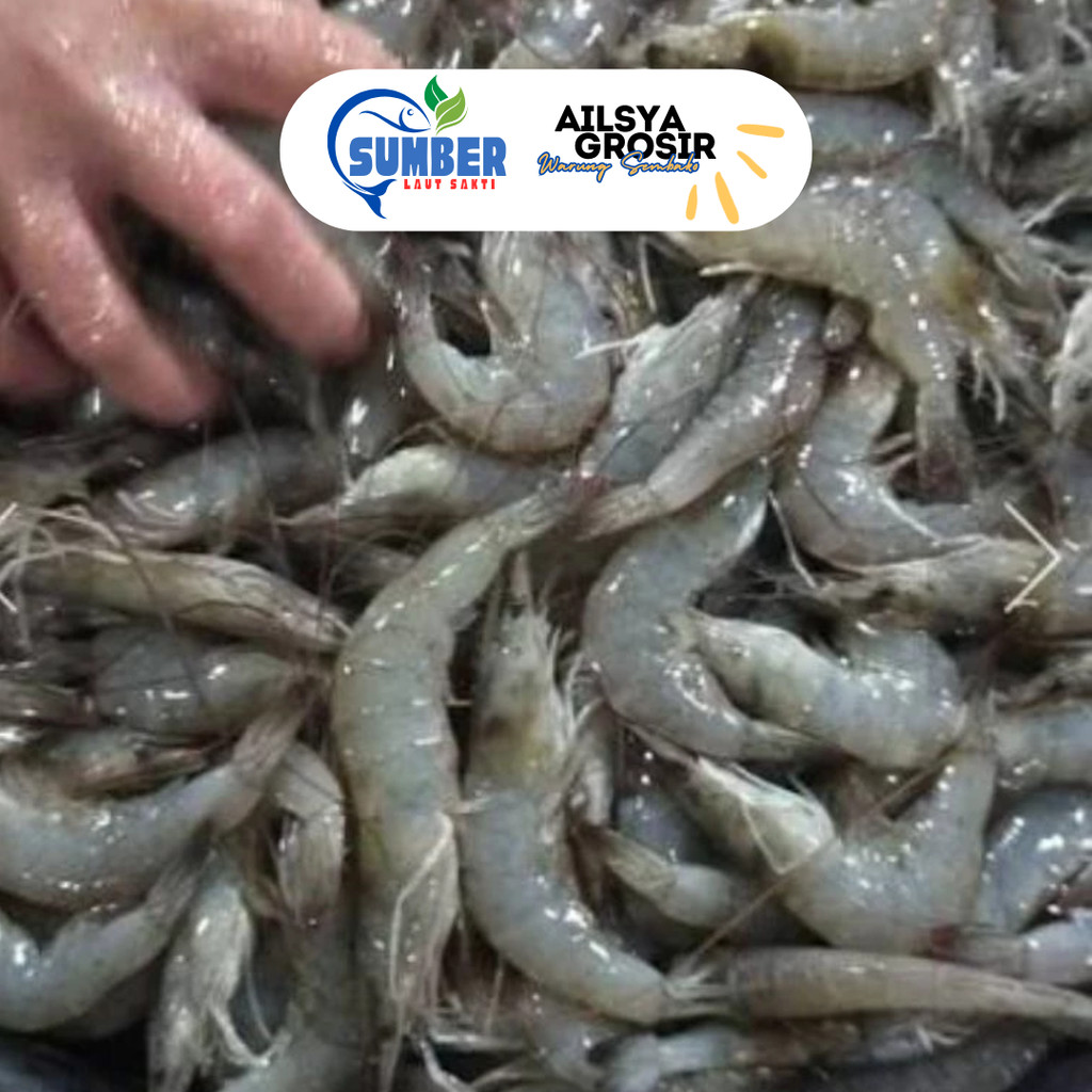 

UDANG VANAME SEDANG TANGGUNG SEGAR FRESH 1 KG