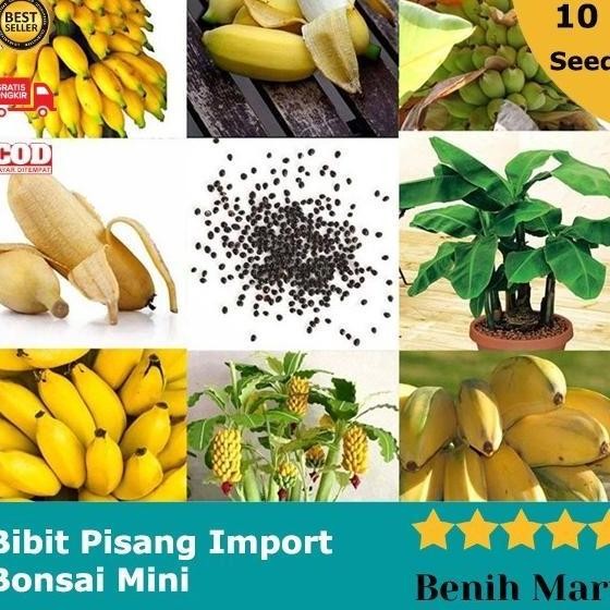 Biji Pisang Bonsai Mini Bibit Buah Import ATV