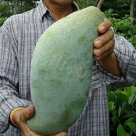 Bibit Mangga Mahatir Pohon Mangga Bibit Buah Mangga Mahatir BISA COD