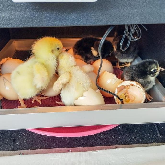 Mesin Penetas Telur Ayam Semi Otomatis Digital 20Telur Kualitas Terbaik Harga Termurah