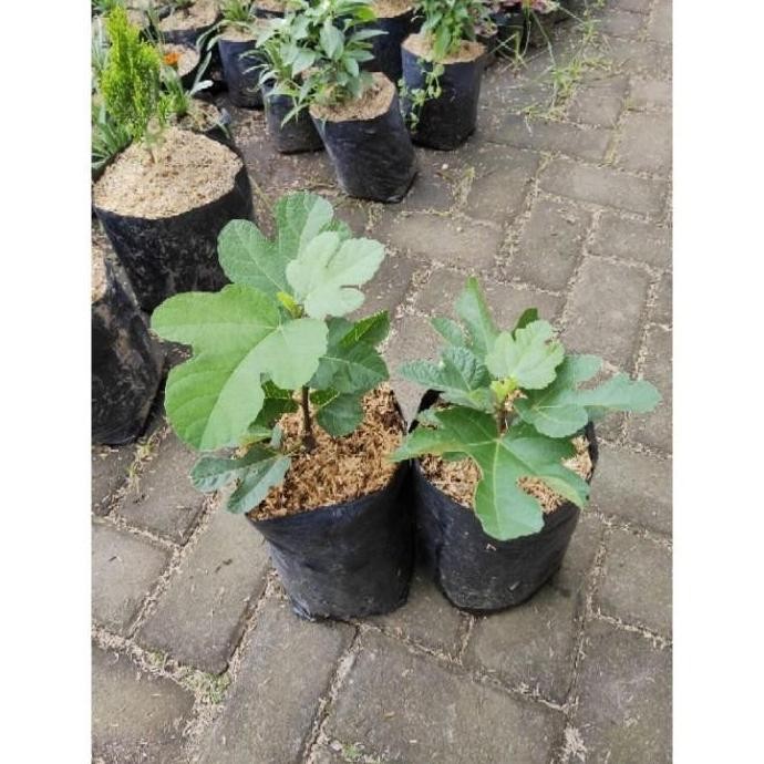 POHON Bibit Tanaman Buah Tin Ara Buah Merah (Red Palestine) pohon DDDD TERLARIS