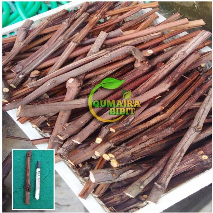 Cutting atau batang bawah anggur rootstock