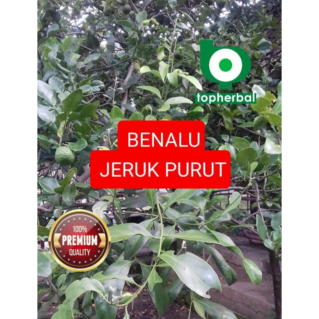 

BENALU JERUK PURUT 500 GRAM GRADE TERTINGGI A+