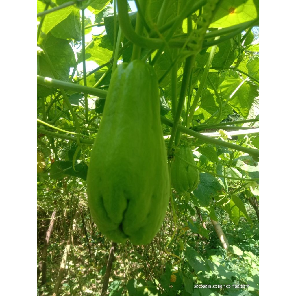 

labu Siam ukuran medium di petik langsung/1Kg