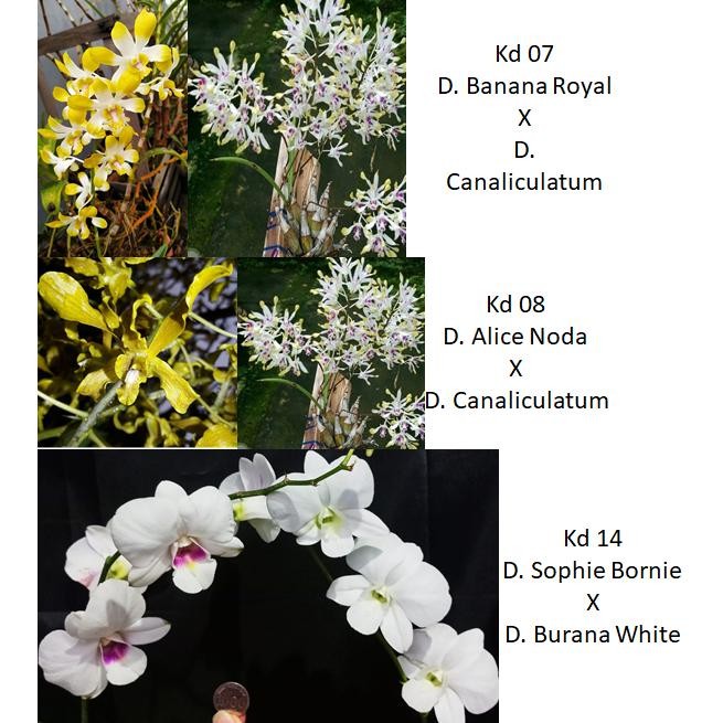 Botolan Anggrek Dendrobium Hybrid aSt
