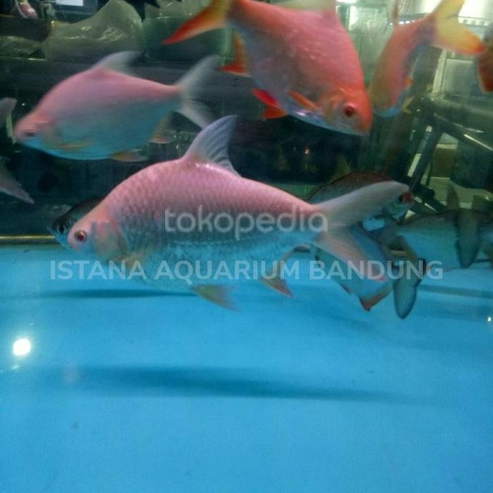 kaviat bangkok big size