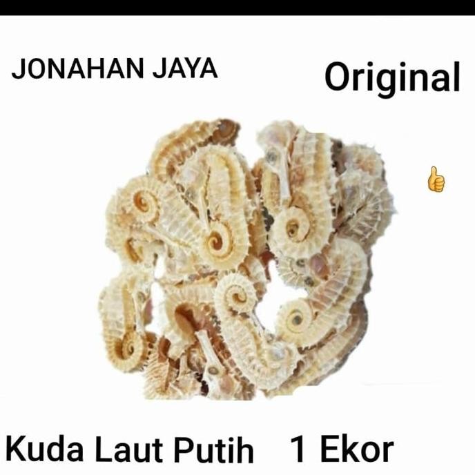 

Promo Kuda Laut Putih Kering import Premium Per Ekor COD