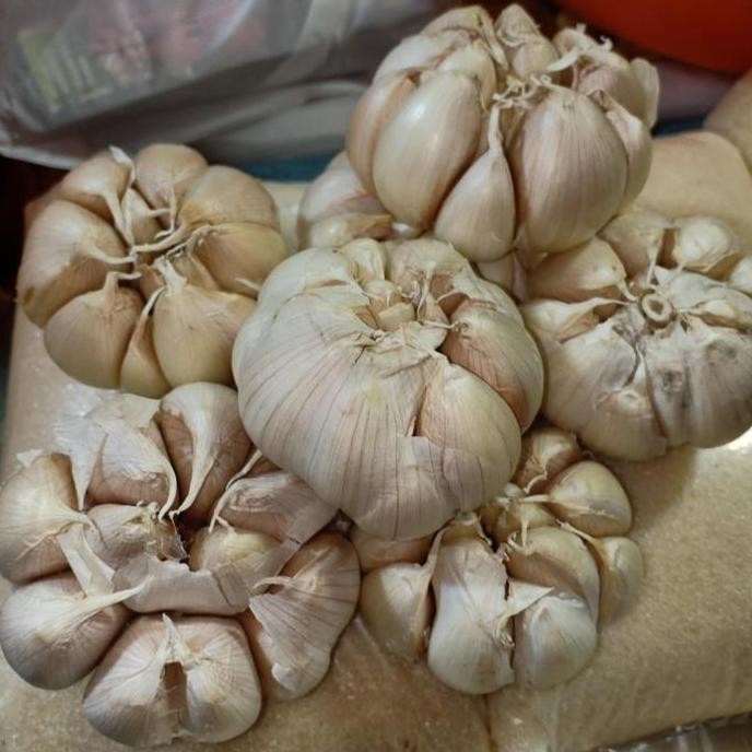 

JH8 Bawang Putih Biasa/ Honam/ Banc8