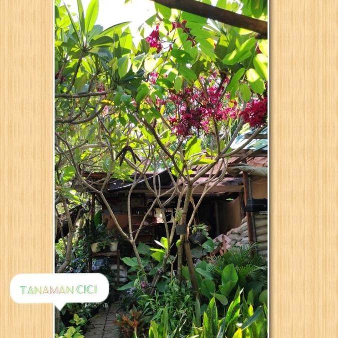 TERBARU - Pohon kamboja merah gantung tinggi 1m-2m lebih surabaya sda gresik