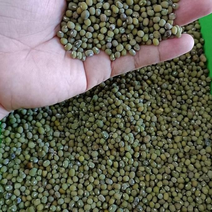 

JH8 Biji Kacang Hijau 1 kg Ijo Baru Panen Organik Super Food Multivitamin