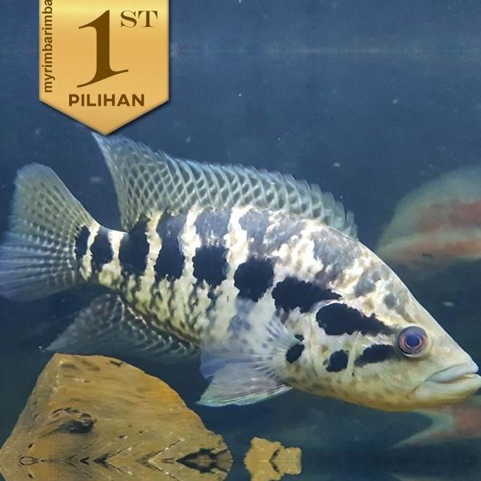 Jaguar Cichlid Jumbo Managuense Ikan HIas Aquascape Hiasan Aquarium